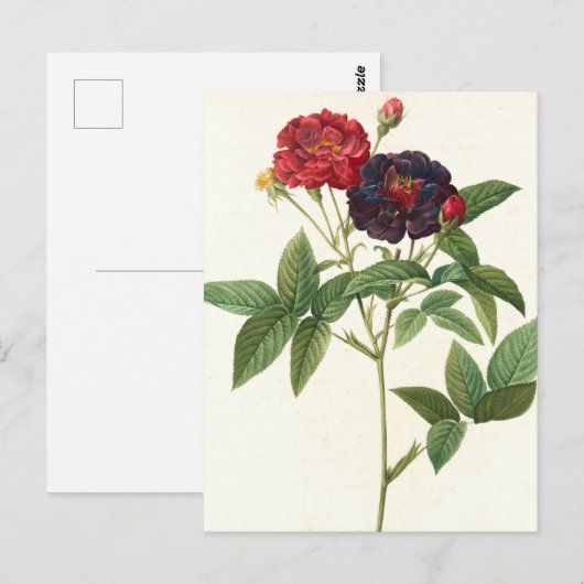 Rode en Paarse Floral Briefkaart (Voorkant / Achterkant)