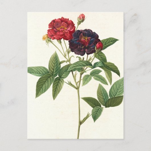 Rode en Paarse Floral Briefkaart (Voorkant)