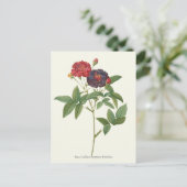  rode en Paarse Rozen botanische afdrukken Briefkaart (Staand voorkant)
