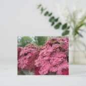 Rode en roze Azalea's Briefkaart (Staand voorkant)