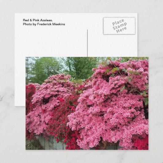 Rode en roze Azalea's Briefkaart (Voorkant / Achterkant)