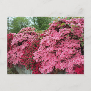 Rode en roze Azalea's Briefkaart