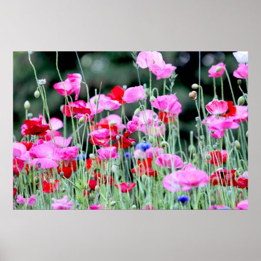 Rode en roze papaver poster (Voorkant)