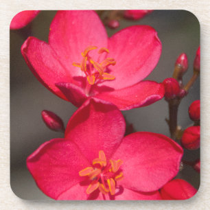 Rode en roze tropische Fiji Flowers Drankjes Onderzetter