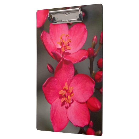 Rode en roze tropische Fiji Flowers Klembord (Links)
