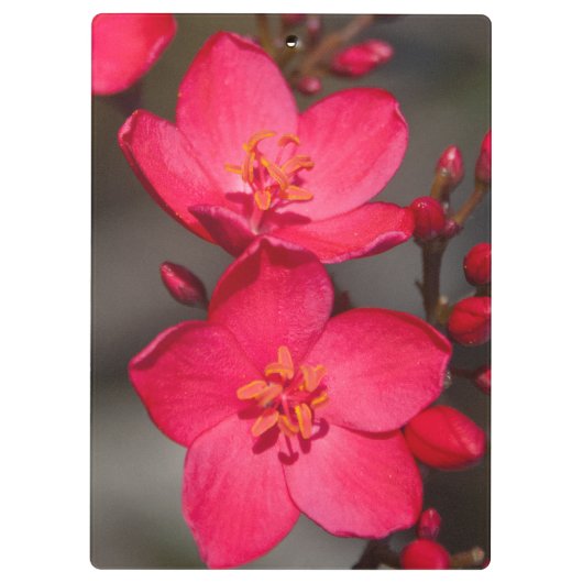 Rode en roze tropische Fiji Flowers Klembord (Achterkant)