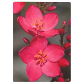 Rode en roze tropische Fiji Flowers Klembord (Achterkant)