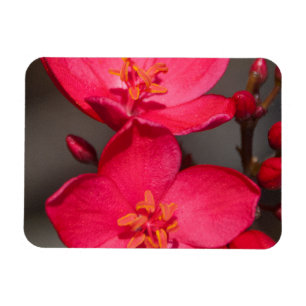 Rode en roze tropische Fiji Flowers Magneet