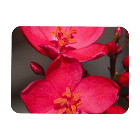 Rode en roze tropische Fiji Flowers Magneet (Horizontaal)