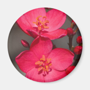 Rode en roze tropische Fiji Flowers Magneet