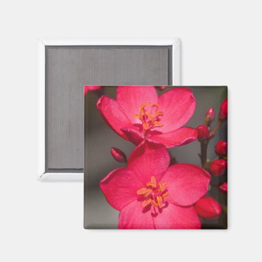 Rode en roze tropische Fiji Flowers Magneet (Voorkant / Achterkant)