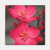 Rode en roze tropische Fiji Flowers Magneet (Voorkant)