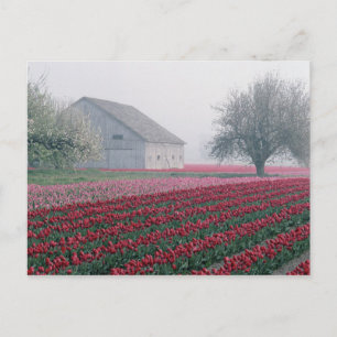 Rode en roze tulpen begroeten de dag in een neveli briefkaart