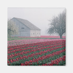 Rode en roze tulpen begroeten de dag in een neveli magneet