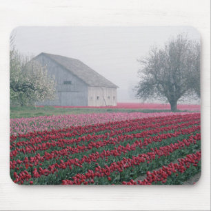 Rode en roze tulpen begroeten de dag in een neveli muismat