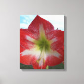 Rode en witte Amaryllis bloem tegen de hemel Canvas Afdruk (Voorkant)