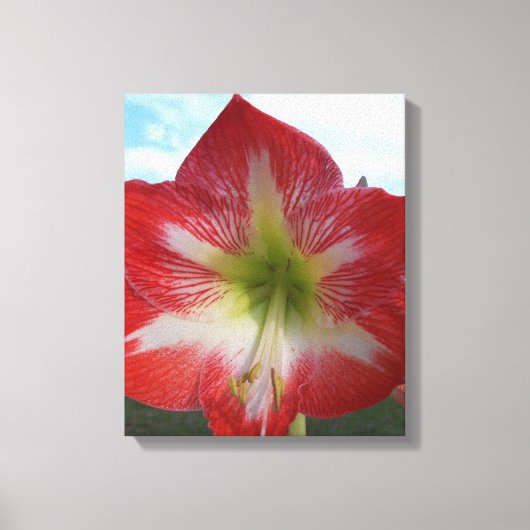 Rode en witte Amaryllis bloem tegen de hemel Canvas Afdruk (Voorkant)