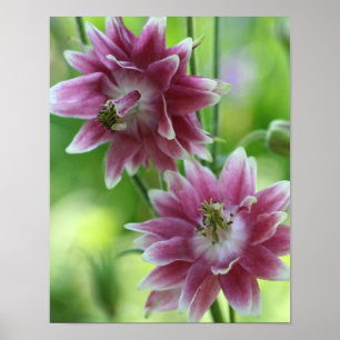 Rode en witte bloemen paar poster