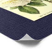 Rode en witte botanische Rozen op blauw Poster (Hoek)