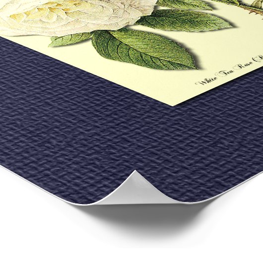 Rode en witte botanische Rozen op blauw Poster (Hoek)