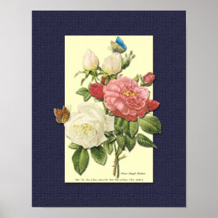 Rode en witte botanische Rozen op blauw Poster