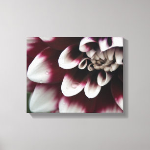 Rode en Witte Dahlia Bloem Canvas Afdruk