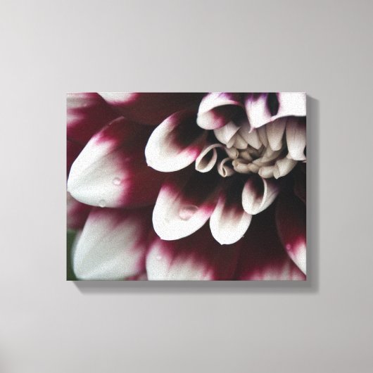 Rode en Witte Dahlia Bloem Canvas Afdruk (Voorkant)