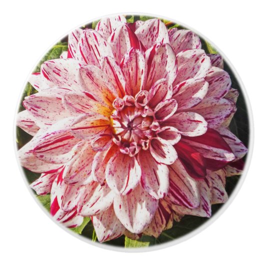 RODE EN WITTE DAHLIA KERAMISCHE KNOP (Voorkant)