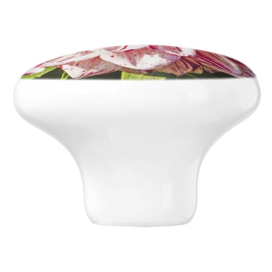 RODE EN WITTE DAHLIA KERAMISCHE KNOP (Zijkant)