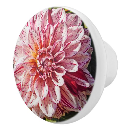 RODE EN WITTE DAHLIA KERAMISCHE KNOP (Rechts)