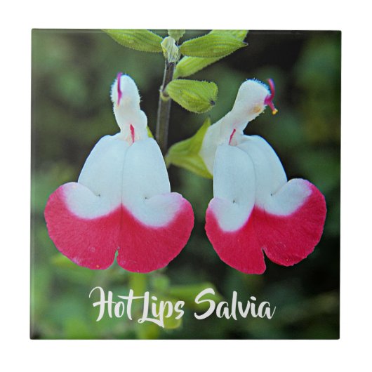 Rode en witte hete lippen Salvia Floral Tegeltje (Voorkant)