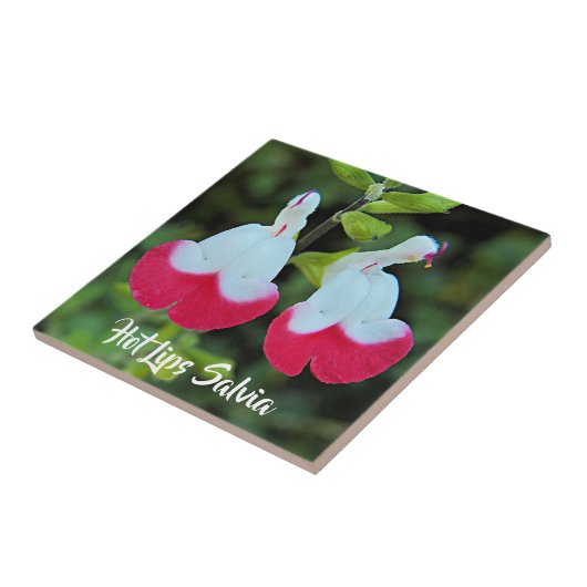 Rode en witte hete lippen Salvia Floral Tegeltje (Zijkant)
