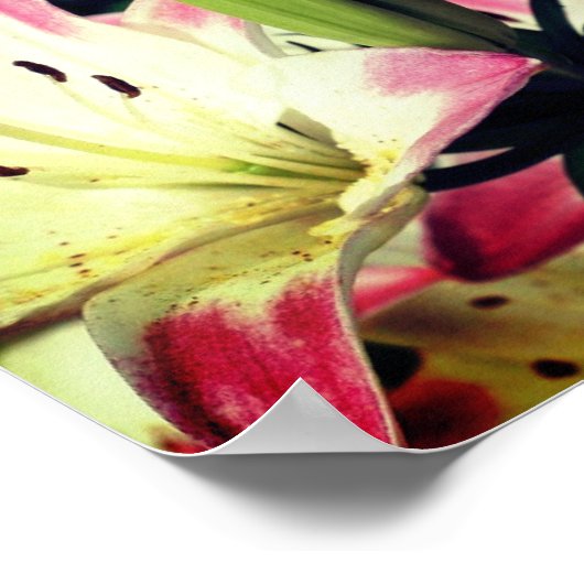 Rode en witte Lily-bloemen Poster (Hoek)