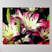 Rode en witte Lily-bloemen Poster (Voorkant)
