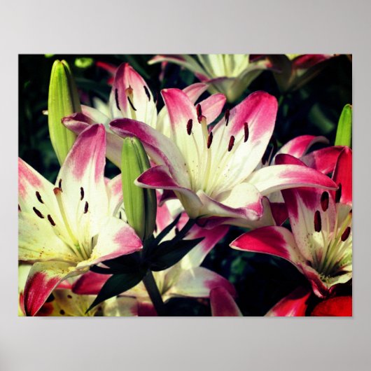 Rode en witte Lily-bloemen Poster (Voorkant)