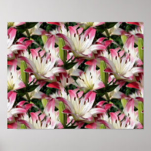 Rode en witte Lily-bloemen Poster