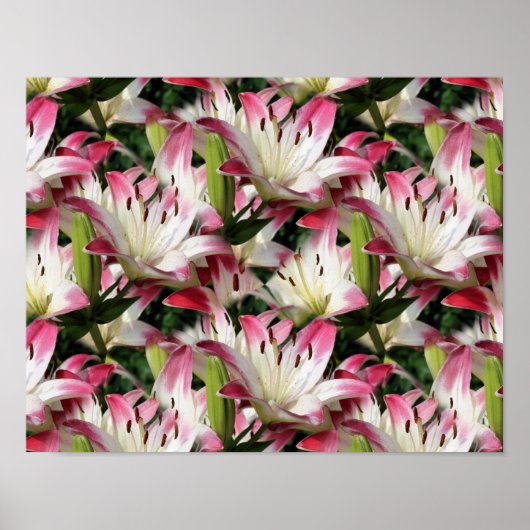 Rode en witte Lily-bloemen Poster (Voorkant)