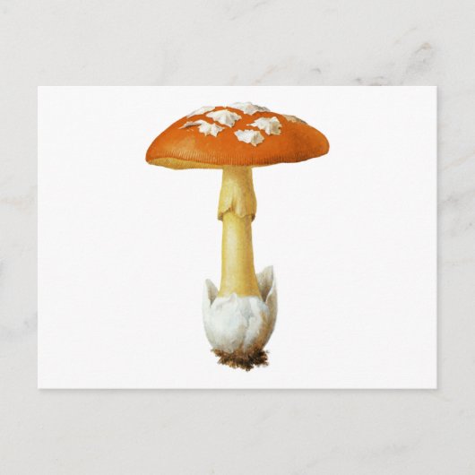 Rode en witte paddenstoel briefkaart (Voorkant)