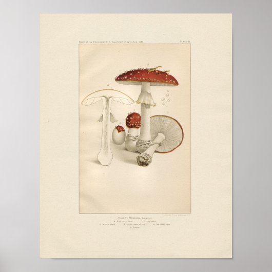  rode en witte paddenstoelen afdrukken poster (Voorkant)