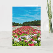 Rode en witte papavervelden kaart (Voorkant)