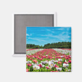 Rode en witte papavervelden magneet (Voorkant / Achterkant)