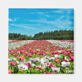 Rode en witte papavervelden magneet (Voorkant)