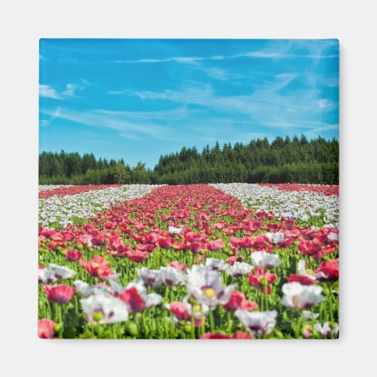 Rode en witte papavervelden magneet (Voorkant)