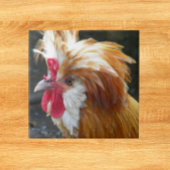 Rode en witte Poolse kip Tegeltje