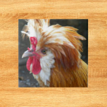 Rode en witte Poolse kip