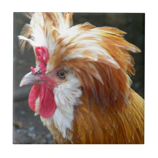 Rode en witte Poolse kip Tegeltje (Voorkant)