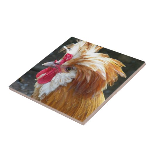 Rode en witte Poolse kip Tegeltje (Zijkant)