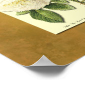 Rode en witte Rozen Faux Grunge Poster (Hoek)