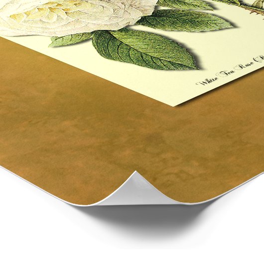 Rode en witte Rozen Faux Grunge Poster (Hoek)