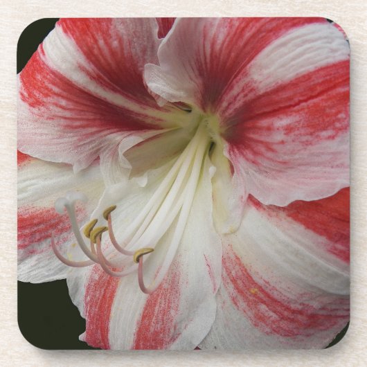 Rode en witte stripper Amaryllis Floral Bier Onderzetter (Voorkant)